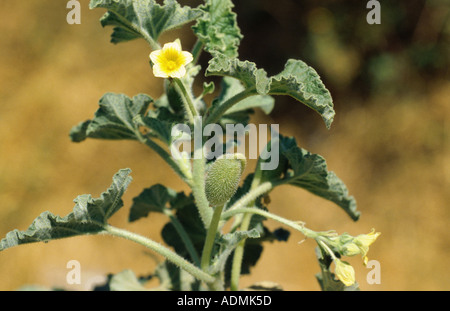 (Ecballium elaterium squirting cucumber), blooming Banque D'Images