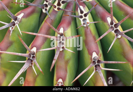 Canon géant, cactus (cactus grand baril platyacanthus à quille), détail Banque D'Images