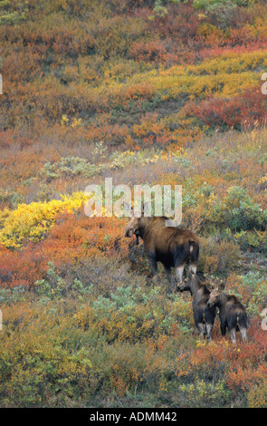 La toundra de l'Alaska, l'orignal l'orignal, le Yukon de l'orignal (Alces alces gigas), vache avec deux veaux dans la toundra d'automne, USA, Alaska, Denali NP Banque D'Images