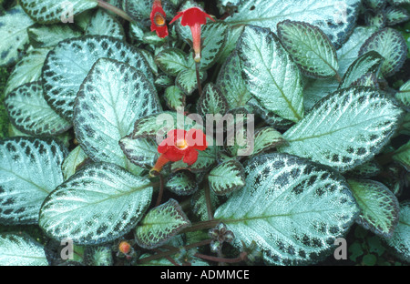 Episcia cupreata flamme violette (feuilles et fleurs), Banque D'Images