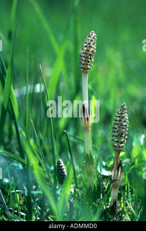 La prêle des champs (Equisetum arvense), de germes fertiles avec conelike sporophylle Banque D'Images