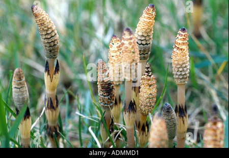 La prêle des champs (Equisetum arvense), germes fertiles avec conelike sporophylle, sans chlorophylle Banque D'Images