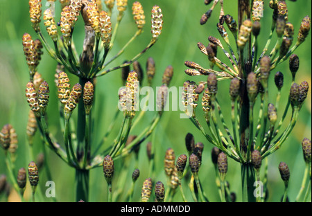 La prêle des marais (Equisetum palustre), fertile germer avec conelike sporophylle Banque D'Images