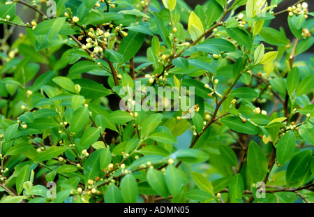 Plante de coca (erythroxylon novogranatense, Erythroxylum novogranatense), brindilles Banque D'Images