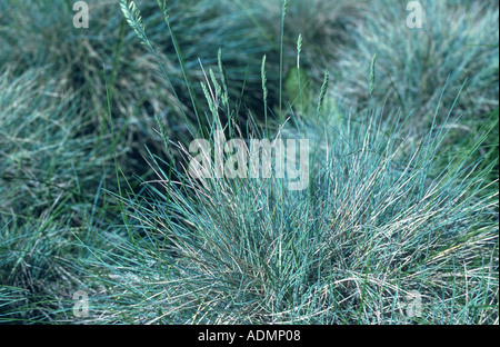 Fétuque bleue (Festuca cinerea) Banque D'Images