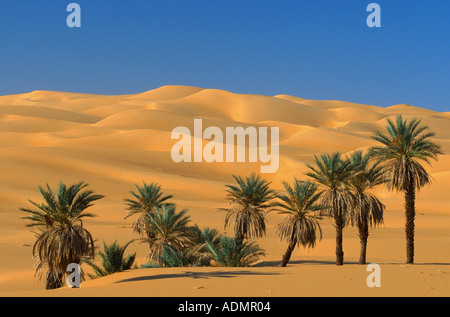 Palmier dattier (Phoenix dactylifera), groupe de palmiers entre les dunes de sable, la Libye, l'Erg Ubari, Um El Ma Banque D'Images