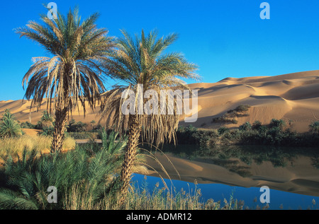 Palmier dattier (Phoenix dactylifera), le lac Mandara Um El Ma (mère de l'eau), les dunes à venir jusqu'à la rive, la Libye, l'Erg Ubari, Banque D'Images