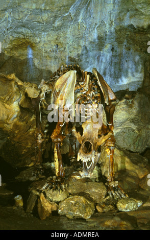 Ours des cavernes (Ursus spelaeus), squelette dans bearcave, Allemagne, Erpfingen Banque D'Images