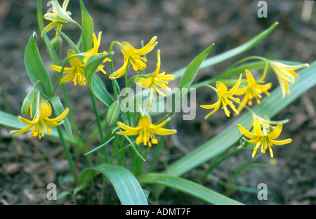 Étoile jaune-de-Bethléem (Gagea lutea), blooming Banque D'Images