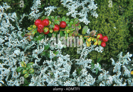 Airelle rouge, foxberry, airelle rouge, de l'airelle (Vaccinium vitis-idaea), à l'automne avec des fruits mûrs, USA, Alaska, Denali Banque D'Images