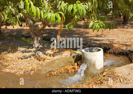 Tube d'irrigation dans un verger de pêchers central San Joaquin Valley California USA Banque D'Images
