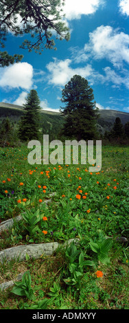 Planète fleurs (Trollius altaica, Ranunculaceae). Pin de Sibérie (Pinus sibirica, Pinaceae). La gamme Iolgo Sibérie Russie l'Altaï Banque D'Images