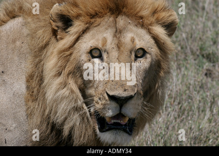 Lion du Serengeti en Tanzanie Banque D'Images