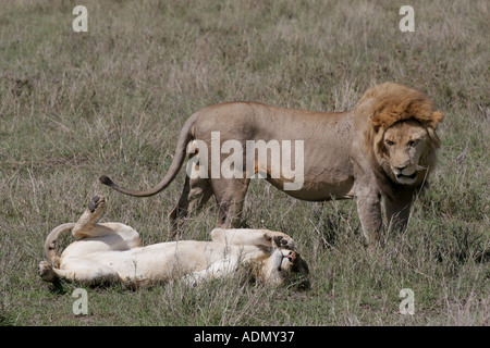 Couple Lion serengeti Tanzanie afrique Banque D'Images