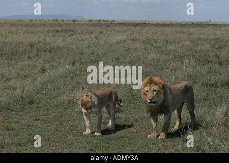 Afrique Tanzanie serengeti couple Lion Banque D'Images