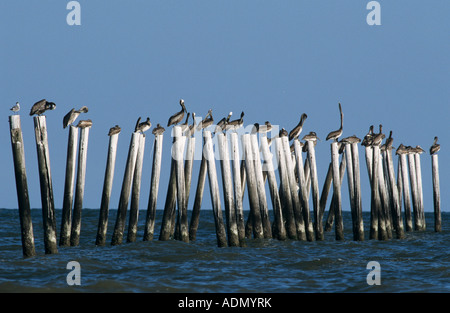 Pélican brun Pelecanus occidentalis assis sur posts Port Aransas Texas USA Décembre 2003 Banque D'Images