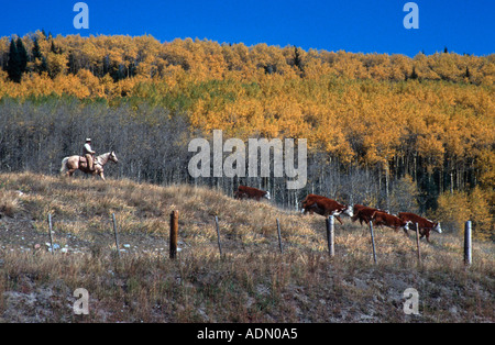 En Cowboy steers au cours de l'automne dans le nord du Nouveau Mexique Banque D'Images