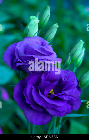 Lisianthus ou Eustoma grandiflorum bleu Banque D'Images