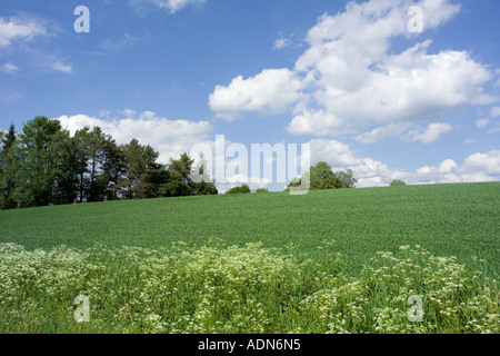 Champs d'été, la Finlande Banque D'Images
