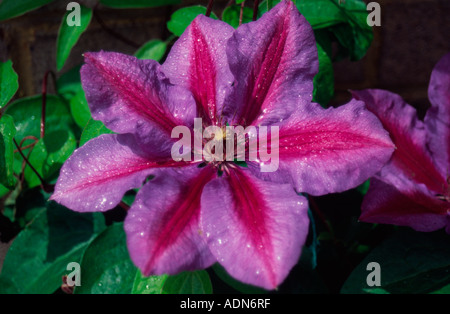 Clématite Rose, Mme Thompson, à l'ouest de Londres, Royaume-Uni Banque D'Images