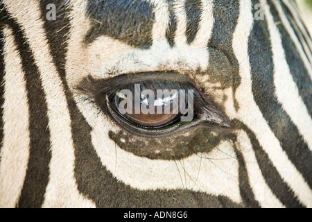 Oeil d’un zèbre Banque D'Images