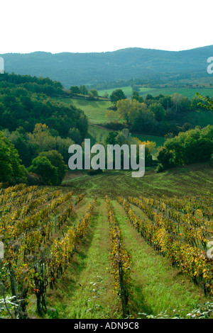 L'automne dans un vignoble près de Castello Toscane Italie Banque D'Images