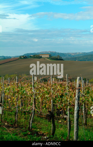 L'automne dans un vignoble près de Castello Toscane Italie Banque D'Images