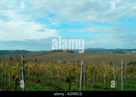 L'automne dans un vignoble près de Castello Toscane Italie Banque D'Images