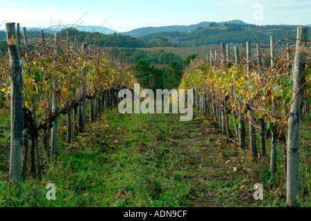 L'automne dans un vignoble près de Castello Toscane Italie Banque D'Images