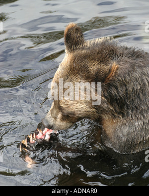 Un ours grizzy photographié dans la région sauvage des Rocheuses canadiennes où il est la chasse dans une rivière pleine de salmon Banque D'Images