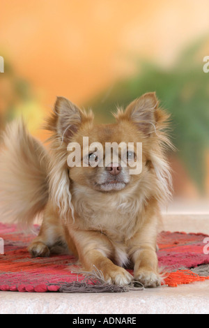 Chihuahua à poil long, Banque D'Images