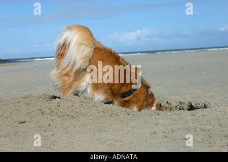 Dog digging at beach Banque D'Images