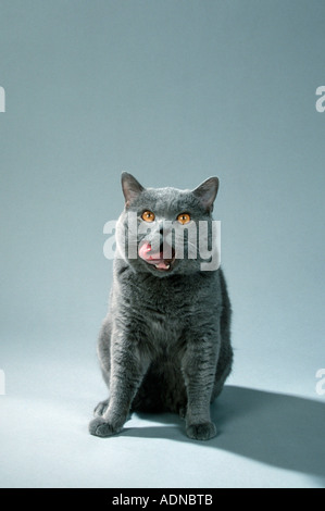 Chat British Shorthair, tomcat, bleu Banque D'Images