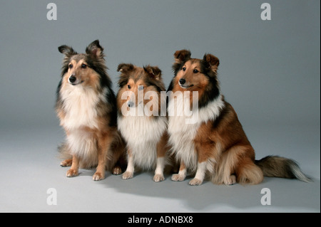 Sheltie Shetland Sheepdogs Banque D'Images