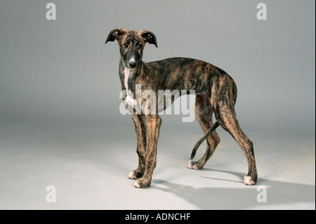 L'espagnol, Greyhound, 12 semaines chiot Galgo Espanol side Banque D'Images