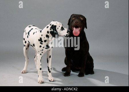 Labrador Retriever, chiot dalmatien, et brun Banque D'Images