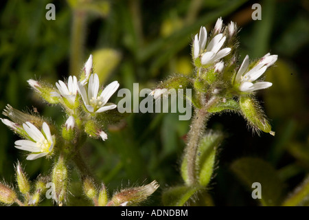 Oreille de souris collante en fleur Cerastium glomeratum Dorset Banque D'Images