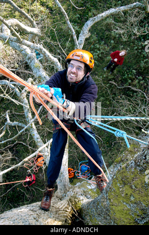 Tree climber haut dans un arbre dans l'ouest du pays de Galles UK Banque D'Images