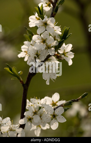 Prunellier Prunus spinosa en fleur Dorset Banque D'Images