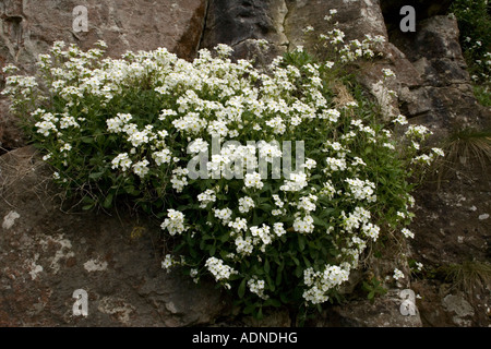 Une cresson rocheuse, Arabis caucasica, naturalisée dans le Peak District Banque D'Images