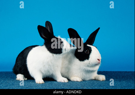 Lapin hollandais, noir, avec de jeunes Banque D'Images