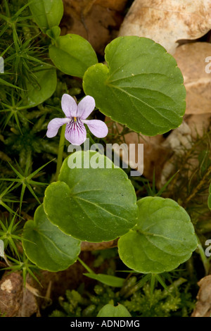 La Violette des marais (Viola palustris) close-up, Lake District, Cumbria, au nord ouest de l'Angleterre, Royaume-Uni Banque D'Images