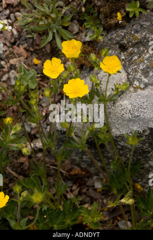 Potentille (Potentilla crantzii alpin) Suède, Europe Banque D'Images