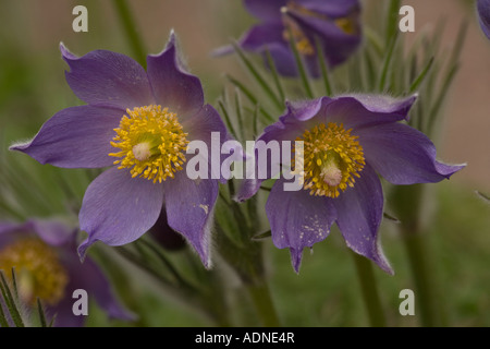 L'Est de l'anémone pulsatille (Pulsatilla patens) close-up, la Suède, Europe Banque D'Images