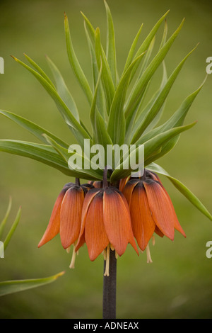 Couronne impériale (Fritillaria imperialis) close-up Banque D'Images