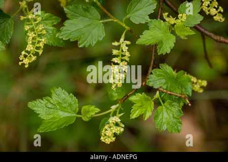 Groseille de montagne fleurs mâles Ribes alpinum Suède Banque D'Images