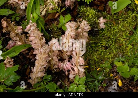 Toothwort Lathraea squamaria parasite racine sur Hazel et érable rare au Royaume-Uni Banque D'Images