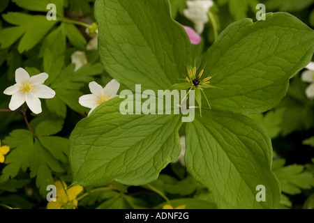 Herb Paris Paris quadrifolia rare au Royaume-Uni Banque D'Images