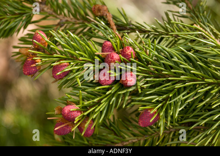 L'épicéa commun Picea abies en Suède de fleurs Banque D'Images