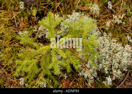 L'épicéa commun Picea abies young plant Banque D'Images